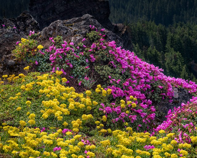 Wild Garden 20-9805-09b.jpg